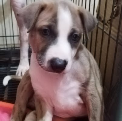 Pet Image