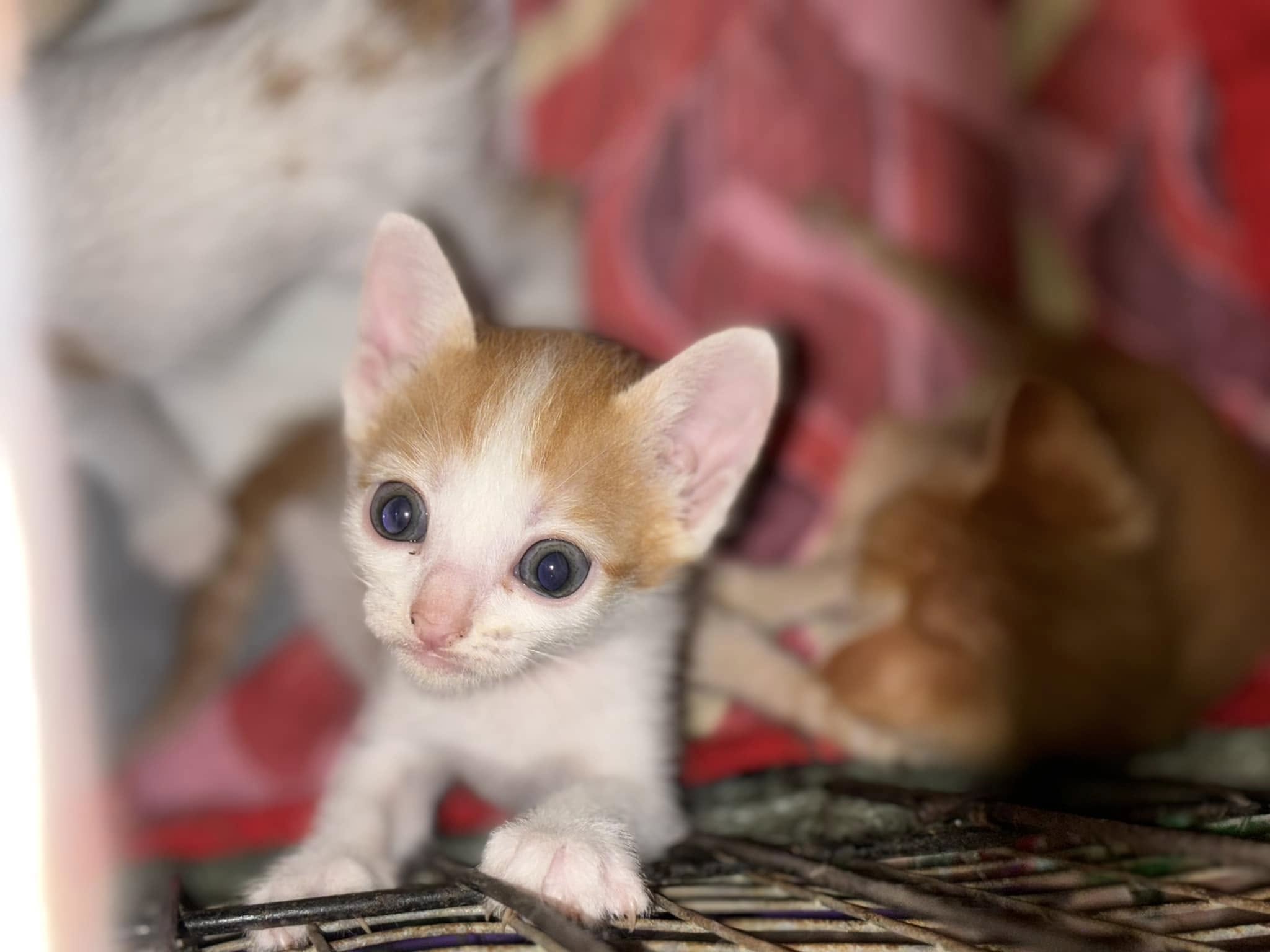 Pet Image