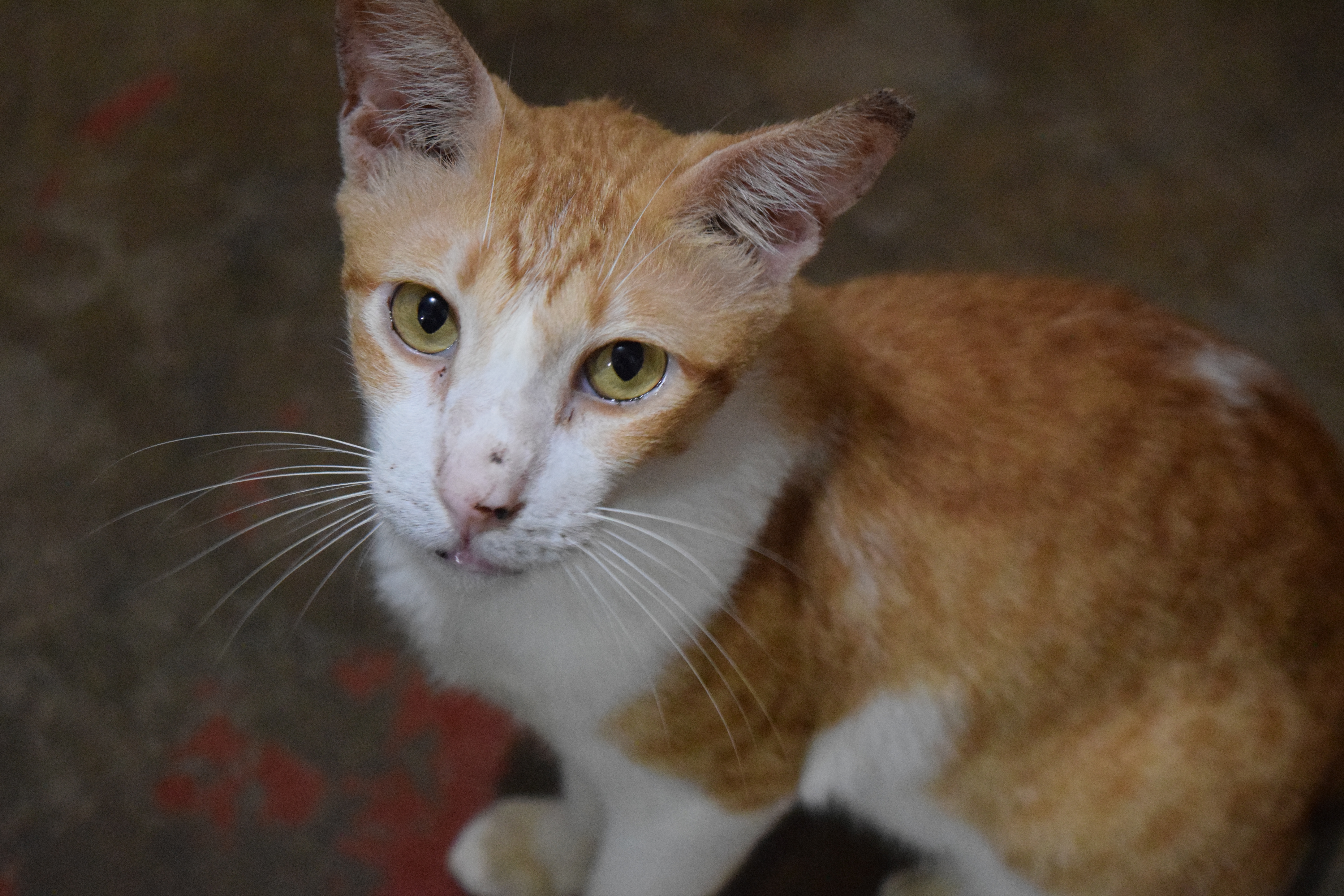 Pet Image