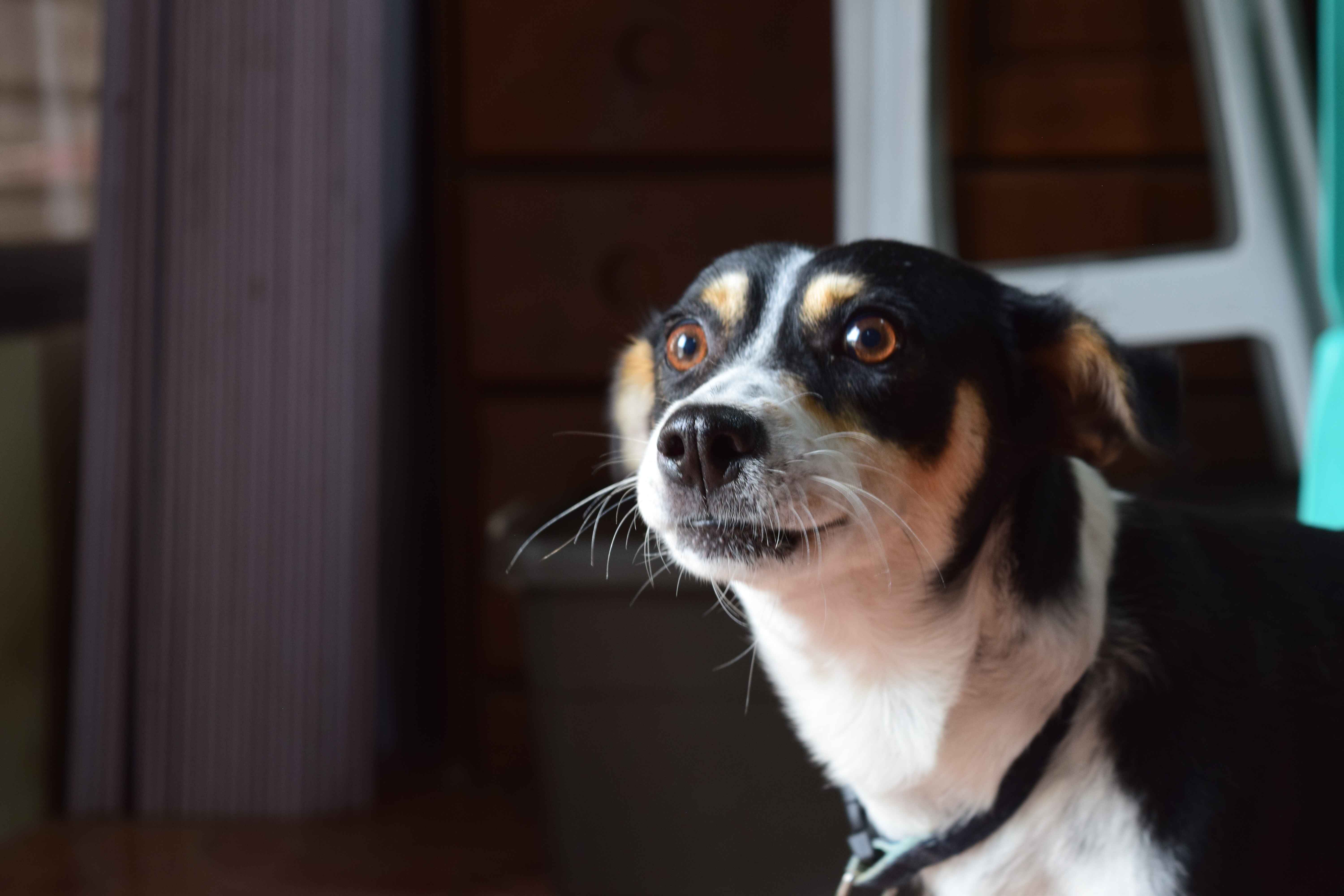 Pet Image